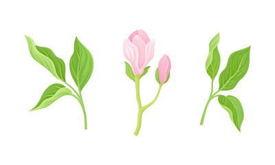 Beautiful pink flowers and leaves vector illustration on white background