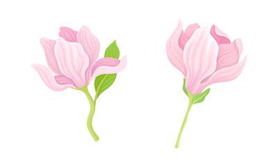 Beautiful pink delicate flowers set vector illustration on white background