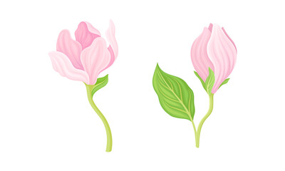 Pink delicate flowers set vector illustration on white background