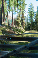 Lichtung in einen Nadelwald, mir Forststrasse, die durch ein Holztor  abgesperrt ist, Sonniger...