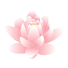 Lotus flower. Color vector illustration of the water lilies.