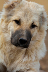 Dog. portrait close-up of dog sitting on the ground selective focus
