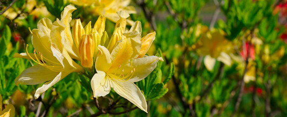 Yellow rhododendron in the summer garden. Wide photo.