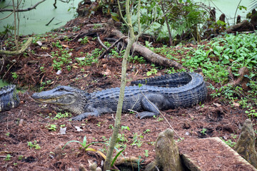 alligator in the grass