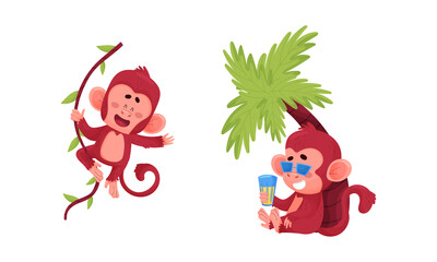 Cute funny monkeys actions set. Little baby animals hanging on vine and relaxing under palm tree vector illustration