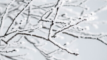 Tree branches in snow on frosty winter day, nature backgrounds