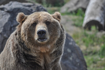 Obraz na płótnie Canvas Portrait of an American grizzly (brown) bear gazing directly at the camera, Montana - USA