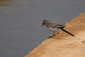 White Wagtail.white wagtailon the rocks ( Motacilla alba )