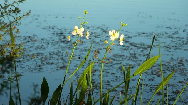 White and yellow flowers on bush at edge of tropical pond in southwest Florida in late afternoon light--sun light highlights flowers. Long view 323 B