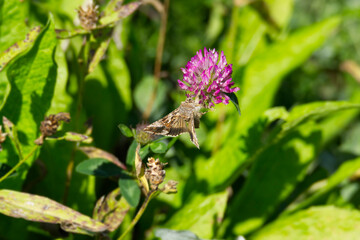 Silver Y Moth (Autographa gamma) perched on pink flower in Zurich, Switzerland
