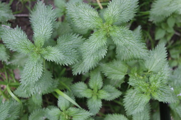 Annual nettle (urtica urens) top view. Close up on nettle leaves texture.