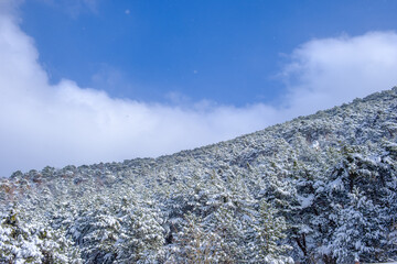 winter calm mountain landscape with beautiful trees
