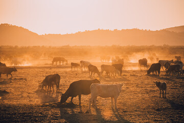 Cattle in dusty meadow during sunset © Haris Photography