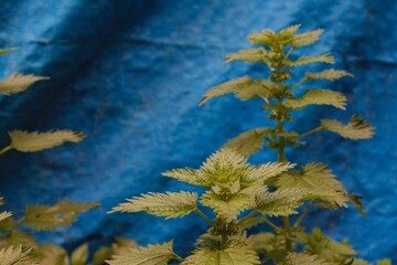 Annual nettle (urtica urens) close up with blue background. Selective focus on fresh nettle leaves texture.