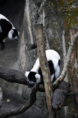 Obraz premium Black-and-white ruffed lemur At Zoo