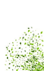 Lime Leaf Abstract Vector White Background. Tea