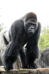 Gorilla at the zoo