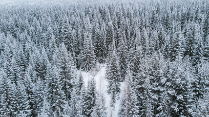 Natural background and abstraction. A view from a height of a winter spruce forest after a snowfall.