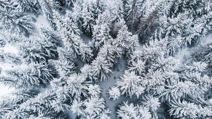Natural background and abstraction. A view from a height of a winter spruce forest after a snowfall.