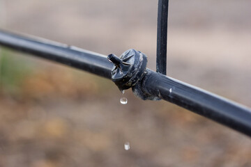 gota de agua en un gotero para el riego de frutales