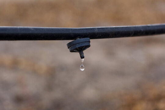 gota de agua en un gotero para el riego de frutales