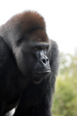 Obraz premium Gorilla at the zoo
