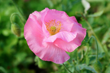                          Pink flower in the garden close up