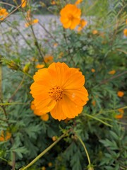 orange cosmos flower