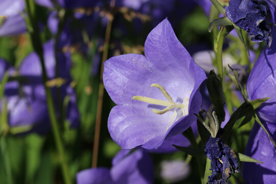 Canterbury Bell Blue Flowers In Close Up