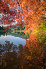 Colorful leaf beside the river  texture as background