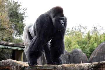 Gorilla at the zoo