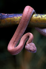 Mangrove pit viper on a tree branch