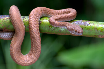 Obraz premium Mangrove pit viper on a tree branch