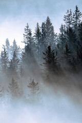 Beautiful view of trees in misty forest
