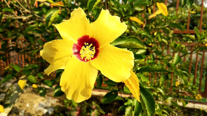 Hibiscus rosa-sinensis or is a genus of flowering plants in the mallow family, Malvaceae. It was a Malaysian national flower call Bunga Raya.
