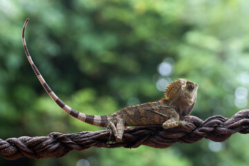 Mangrove pit viper with prey