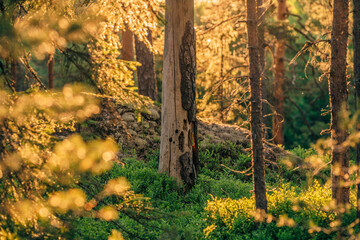 sunlight in the forest