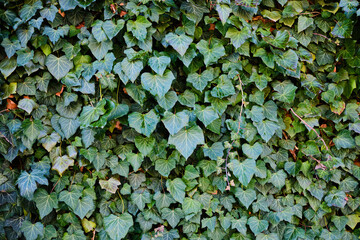 Common ivy leaves background