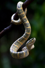 Wagler's pit viper on a tree branch