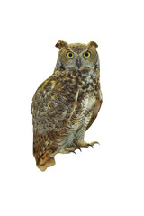 Eurasian eagle owl isolated on white background for create the best new work.