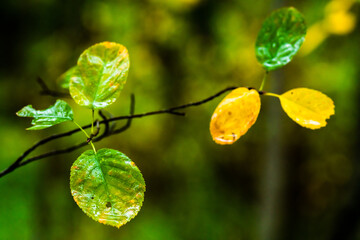 green leaves in the rain