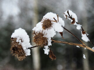 Thistle during cold winter. Weather in winter. Dry burdock in winter.