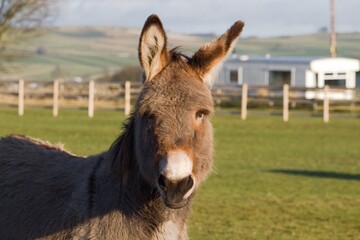 Fototapeta premium Cute Donkey Face Close Up