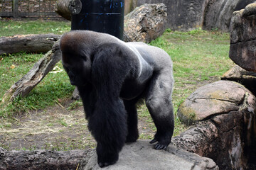 Fototapeta na wymiar Gorilla at the zoo