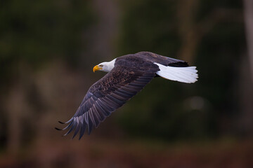 Bald eagle flying