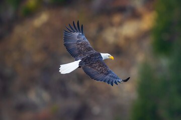 Bald eagle soaring in the trees