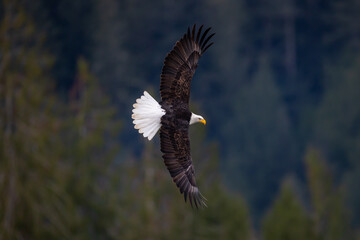 Large American bald eagle in flight with full wing span