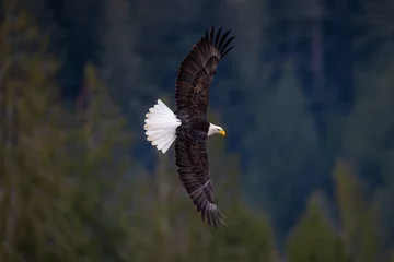 Foto op Canvas Large American bald eagle in flight with full wing span © Centioli Photography