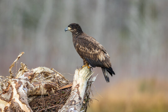 juvenile eagle sitting on a large tree stump 