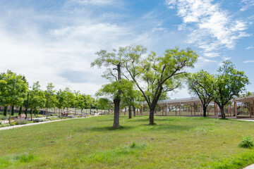 Beautiful summer park, a lot of greenery blue sky. Uchkuevka park Sevastopol 